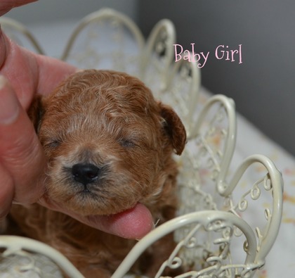 Baby Girl ..jpg
