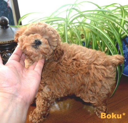 boku2.jpg