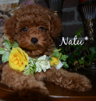 natu 2016.826.jpg
